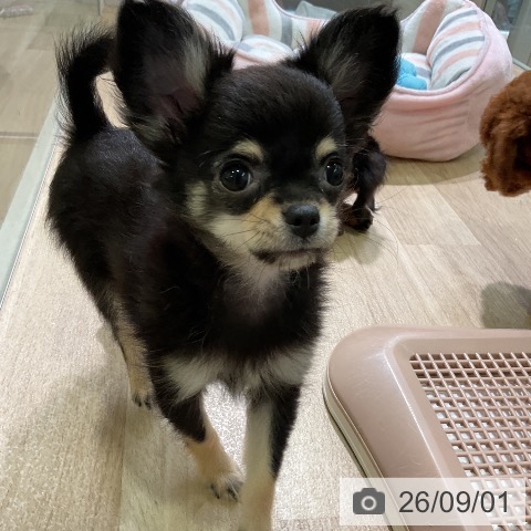 愛知県のチワワ(ロング) (ペットプラス 豊田店/2026年6月11日生まれ/女の子/ブラックタン)の子犬の3枚目の画像