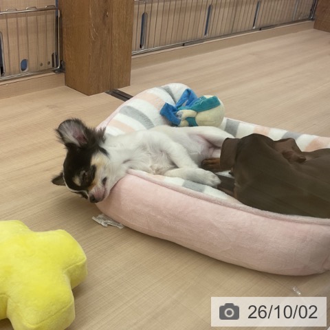 三重県のチワワ(ロング) (ペッツワン 桑名店/2026年6月10日生まれ/女の子/ホワイトブラックタン)の子犬の4枚目の画像