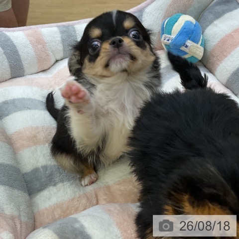 チワワの写真