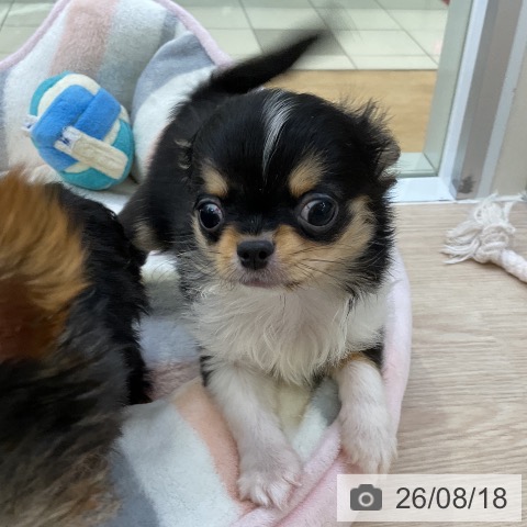 チワワの写真