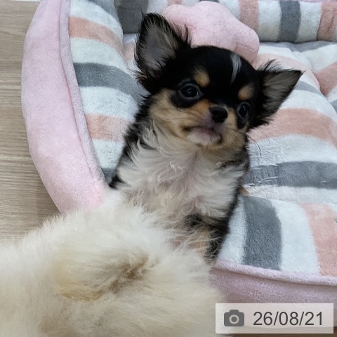チワワの写真