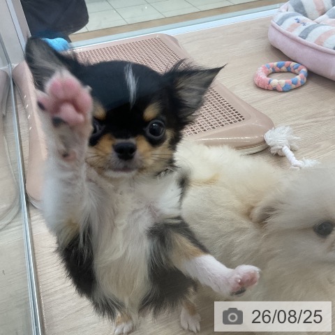 チワワの写真