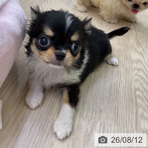 チワワの写真