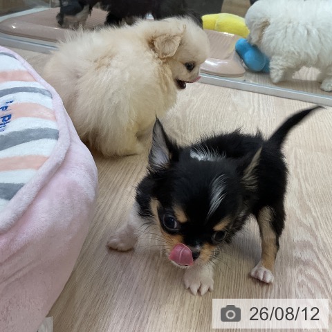 チワワの写真