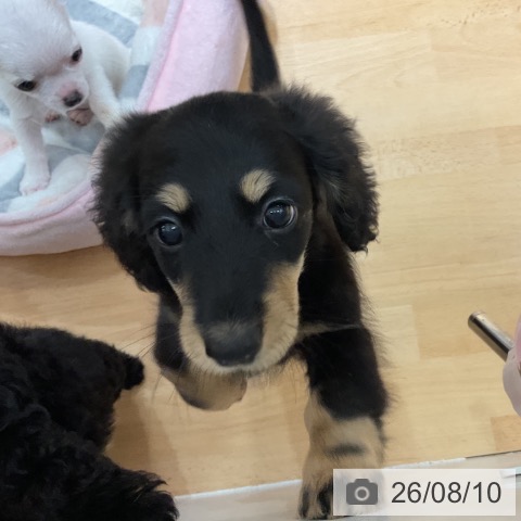 ミニチュア・ダックスフンドの写真