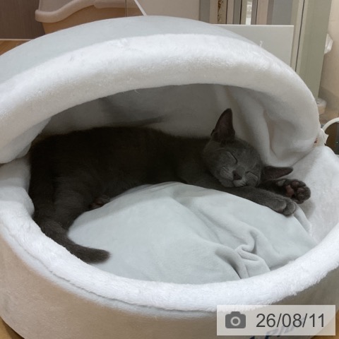 ロシアンブルーの写真