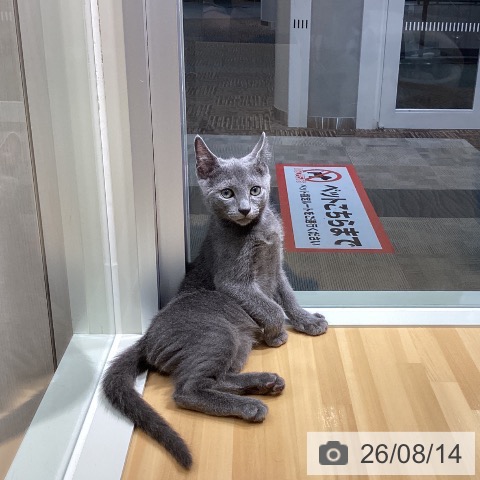 石川県のロシアンブルー (ペットプラス 新小松店/2026年5月28日生まれ/男の子/ブルー)の子猫の4枚目の画像