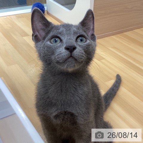 石川県のロシアンブルー (ペットプラス 新小松店/2026年5月28日生まれ/男の子/ブルー)の子猫の3枚目の画像