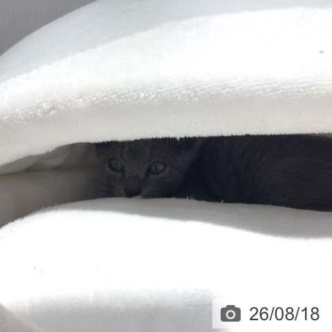 愛知県のロシアンブルー (ペットプラス mozoワンダーシティ店/2026年5月28日生まれ/男の子/ブルー)の子猫の4枚目の画像