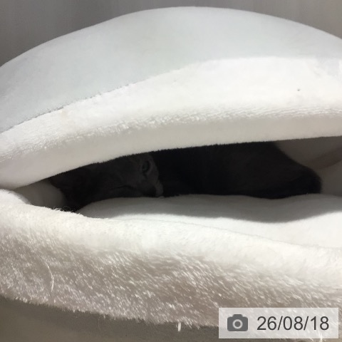 愛知県のロシアンブルー (ペットプラス mozoワンダーシティ店/2026年5月28日生まれ/男の子/ブルー)の子猫の3枚目の画像
