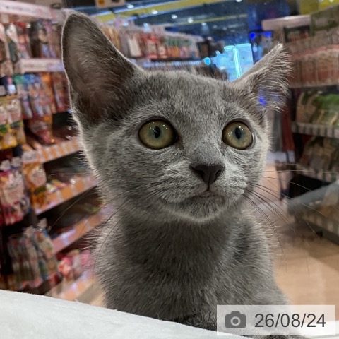 ロシアンブルーの写真