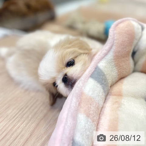 富山県のペキニーズ (ペットプラス 高岡店/2026年6月10日生まれ/女の子/クリームホワイト)の子犬の4枚目の画像