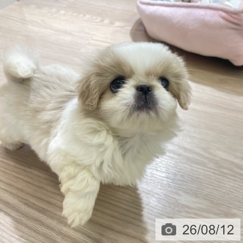 富山県のペキニーズ (ペットプラス 高岡店/2026年6月10日生まれ/女の子/クリームホワイト)の子犬の3枚目の画像