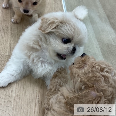 愛知県のペキニーズ (ペットプラス みなと店/2026年6月10日生まれ/女の子/クリームホワイト)の子犬の4枚目の画像