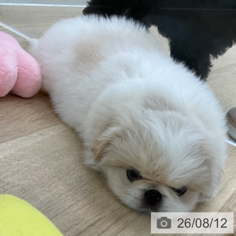 愛知県のペキニーズ (ペットプラス みなと店/2026年6月10日生まれ/女の子/クリームホワイト)の子犬の3枚目の画像
