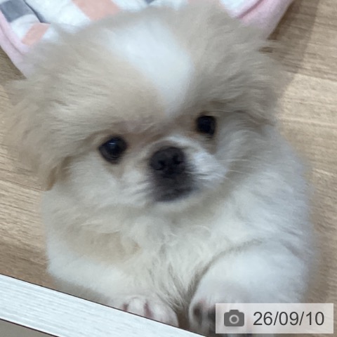 愛知県のペキニーズ (ペットプラス 東浦店/2026年6月10日生まれ/女の子/クリームホワイト)の子犬の3枚目の画像