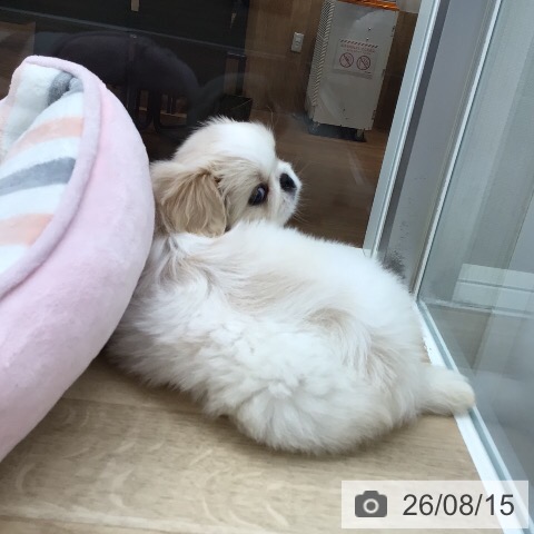 岐阜県のペキニーズ (ペットプラス 各務原店/2026年6月10日生まれ/女の子/クリームホワイト)の子犬の3枚目の画像