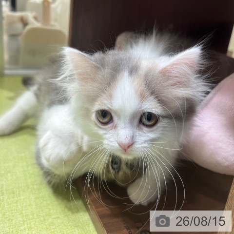 京都府のマンチカン (ペットプラス 京都桂川店/2026年6月1日生まれ/女の子/ダイリュートキャリコ)の子猫の3枚目の画像