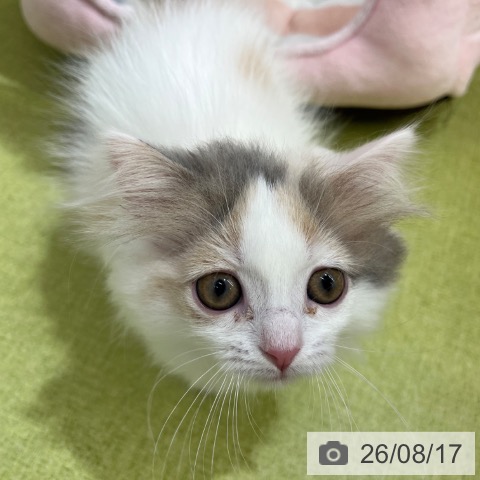 京都府のマンチカン (ペットプラス 京都桂川店/2026年6月1日生まれ/女の子/ダイリュートキャリコ)の子猫の3枚目の画像