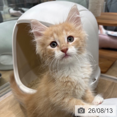 ノルウェージャンフォレストキャットの写真