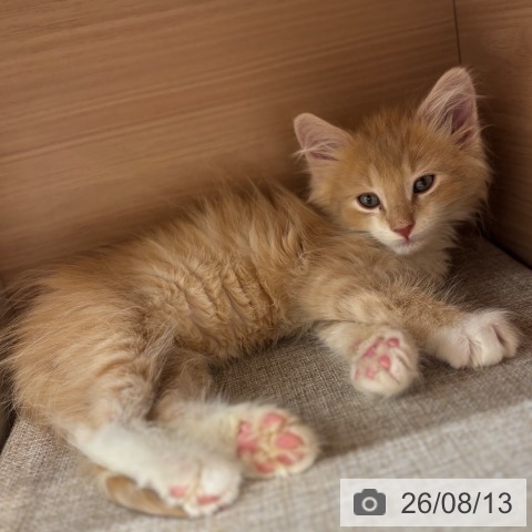 ノルウェージャンフォレストキャットの写真