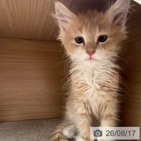 大阪府のノルウェージャンフォレストキャット (ペットプラス イオン大日店/2026年6月12日生まれ/男の子/クリームタビーホワイト)の子猫の4枚目の画像