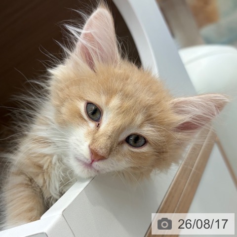 大阪府のノルウェージャンフォレストキャット (ペットプラス イオン大日店/2026年6月12日生まれ/男の子/クリームタビーホワイト)の子猫の3枚目の画像