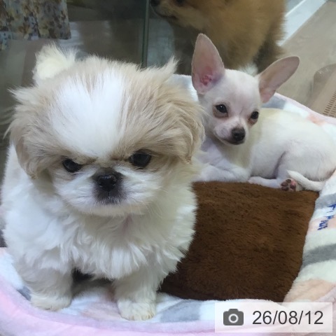 チワワの写真