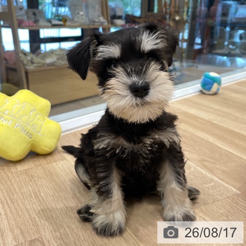 東京都のミニチュアシュナウザー (ペットプラス 大井町トラックス店/2026年6月12日生まれ/男の子/ブラックシルバー)の子犬の3枚目の画像