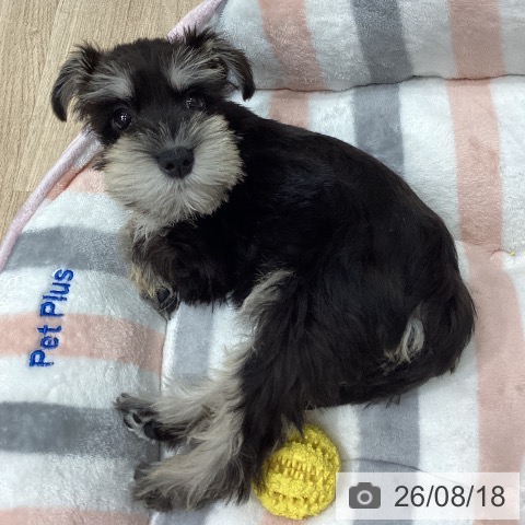 埼玉県のミニチュアシュナウザー (ペットプラス ピオニウォーク東松山店/2026年6月12日生まれ/女の子/ブラックシルバー)の子犬の3枚目の画像