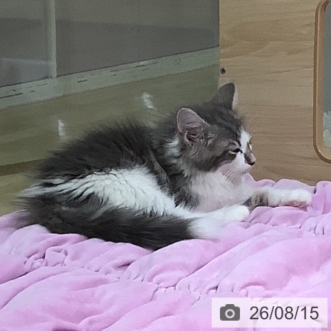 福岡県のノルウェージャンフォレストキャット (ペットプラス 小倉南店/2026年6月8日生まれ/男の子/ブルータビーホワイト)の子猫の3枚目の画像