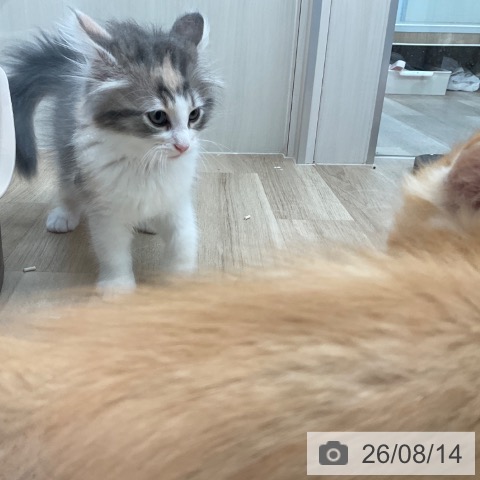 福岡県のノルウェージャンフォレストキャット (ペットプラス ららぽーと福岡店/2026年6月8日生まれ/女の子/ブルーパッチドタビーホワイト)の子猫の4枚目の画像