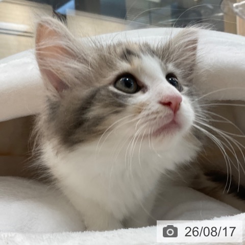 福岡県のノルウェージャンフォレストキャット (ペットプラス ららぽーと福岡店/2026年6月8日生まれ/女の子/ブルーパッチドタビーホワイト)の子猫の4枚目の画像