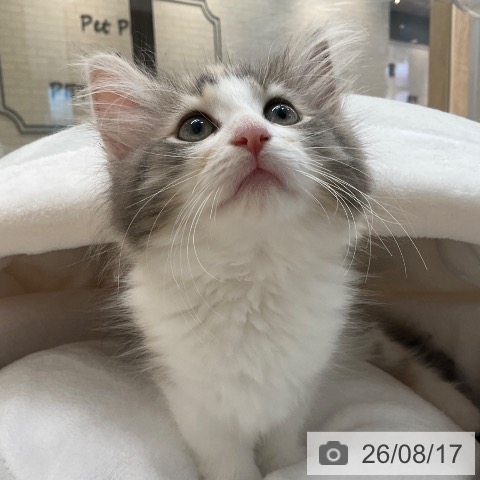 福岡県のノルウェージャンフォレストキャット (ペットプラス ららぽーと福岡店/2026年6月8日生まれ/女の子/ブルーパッチドタビーホワイト)の子猫の3枚目の画像