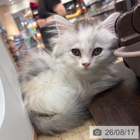 大阪府のミヌエット (ペットプラス イオン大日店/2026年5月26日生まれ/女の子/シルバーパッチドタビーホワイト)の子猫の3枚目の画像