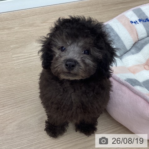 石川県のトイプードル(トイ) (ペットプラス 白山店/2026年6月10日生まれ/男の子/シルバー)の子犬の4枚目の画像