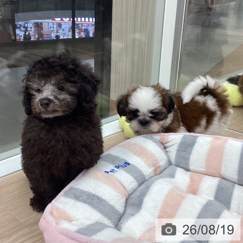 石川県のトイプードル(トイ) (ペットプラス 白山店/2026年6月10日生まれ/男の子/シルバー)の子犬の3枚目の画像