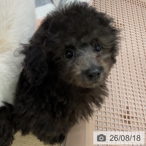 愛知県のトイプードル(トイ) (ペットプラス mozoワンダーシティ店/2026年6月10日生まれ/男の子/シルバー)の子犬の4枚目の画像