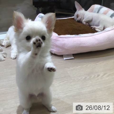チワワの写真