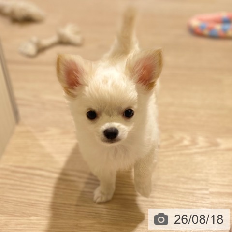 富山県のチワワ(ロング) (ペットプラス 高岡店/2026年6月12日生まれ/男の子/クリーム)の子犬の3枚目の画像