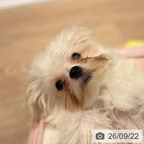 東京都のマルチーズ (ペットプラス 多摩平の森店/2026年6月9日生まれ/男の子/ホワイト)の子犬の3枚目の画像