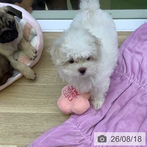 山梨県のマルチーズ (ペットプラス 甲府昭和店/2026年6月8日生まれ/男の子/ホワイト)の子犬の3枚目の画像