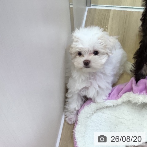 山梨県のマルチーズ (ペットプラス 甲府昭和店/2026年6月8日生まれ/男の子/ホワイト)の子犬の4枚目の画像