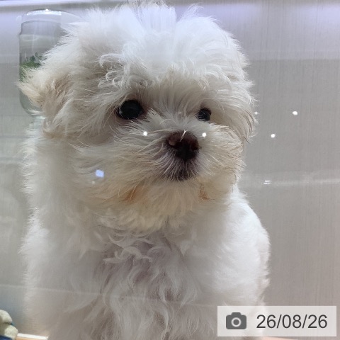 山梨県のマルチーズ (ペットプラス 甲府昭和店/2026年6月8日生まれ/男の子/ホワイト)の子犬の3枚目の画像