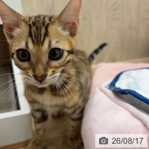 ベンガルの写真