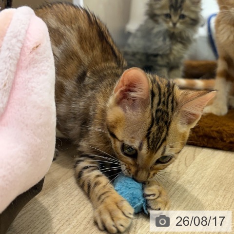 ベンガルの写真