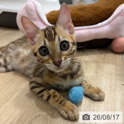 ベンガルの写真