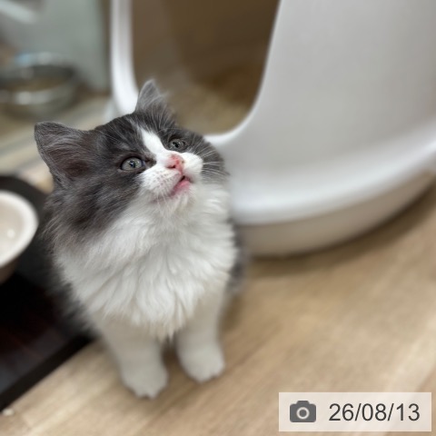 ラガマフィンの写真