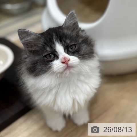 ラガマフィンの写真