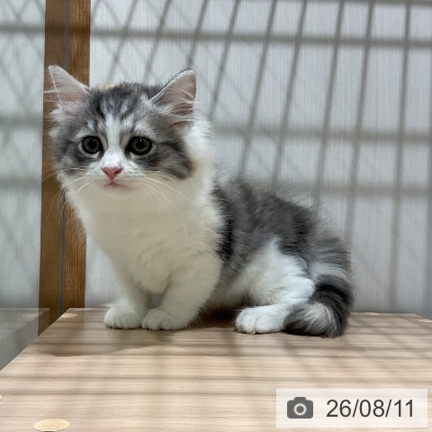 ラガマフィンの写真